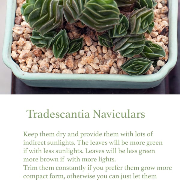 12 fresh cuttings of Tradescantia navicularis 重扇 , cuttings , not rooted