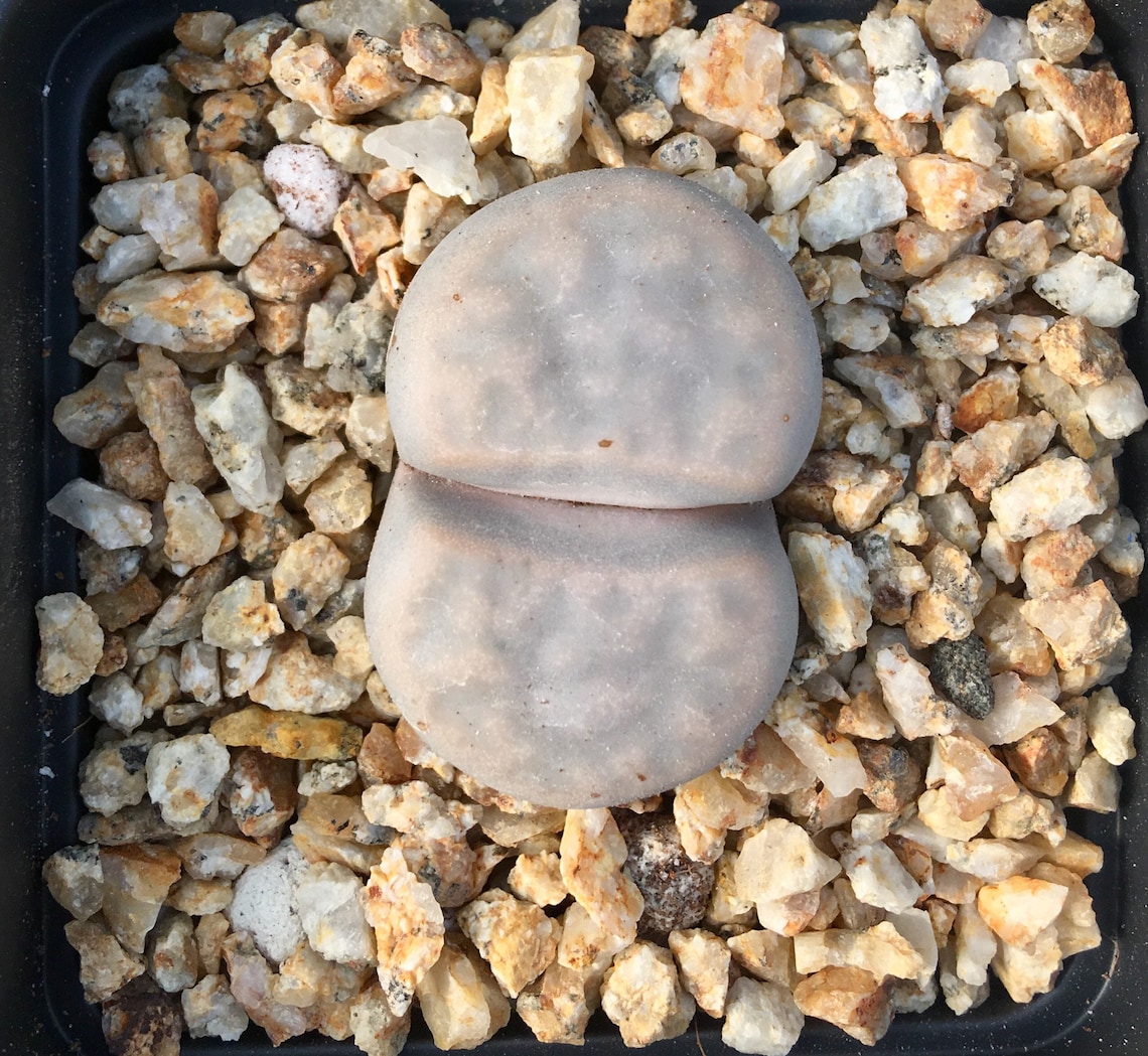 succulent succulent
