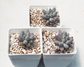 Pachyphytum Machucae "Baby Finger"