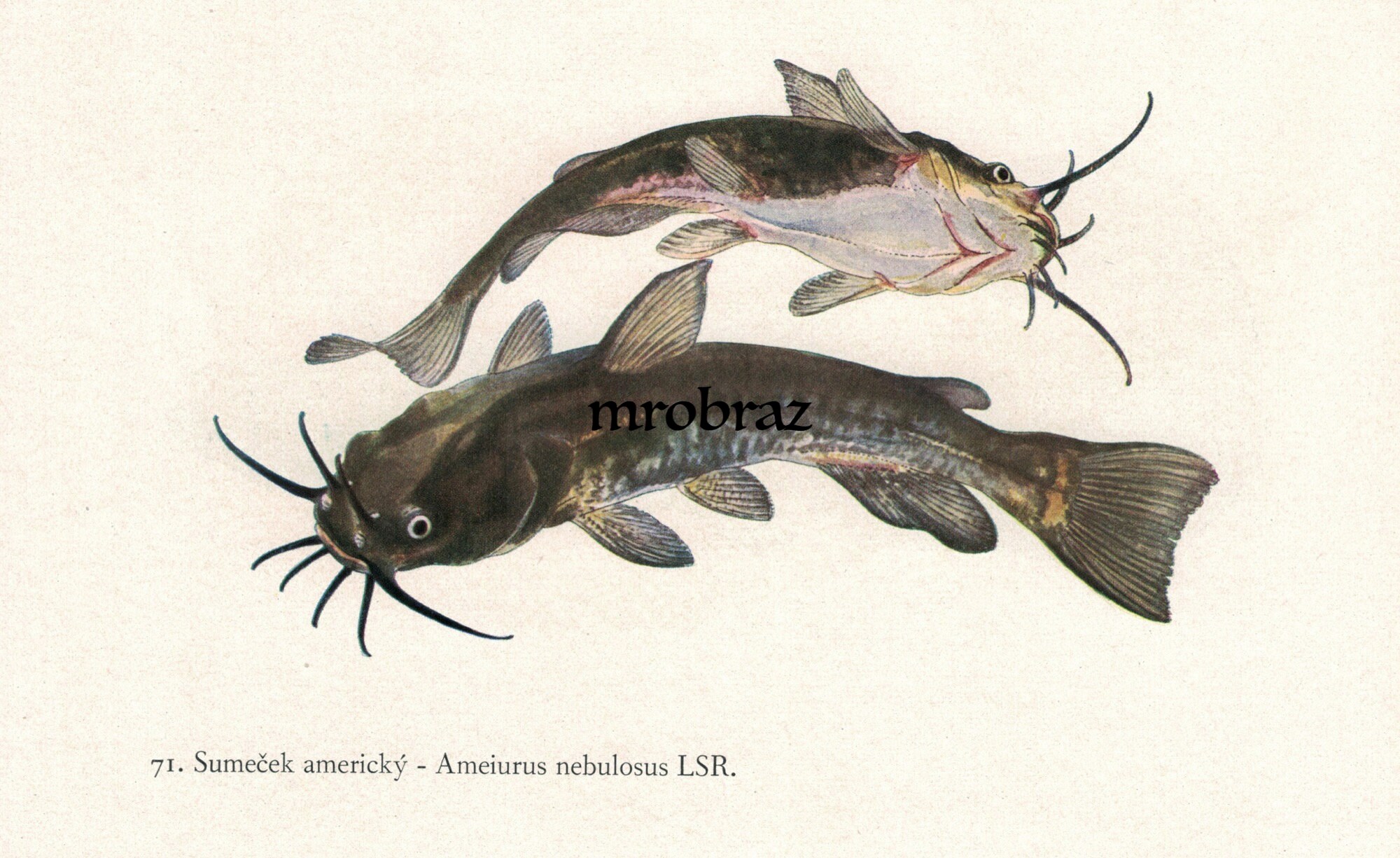 1945 Vintage Fish Print Brown bullhead Vintage Fish | Etsy