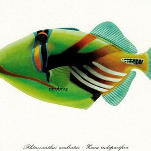 Vintage fisktryck, lagunavtryckare, vintage fiskillustration, digital nedladdning
