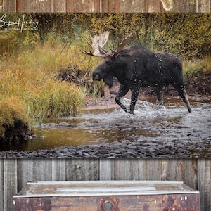 Moose Photo, Colorado Photo, Wildlife Photo, Nature Photo, Wall Art, Canvas