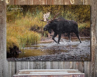 Moose Photo, Colorado Photo, Wildlife Photo, Nature Photo, Wall Art, Canvas