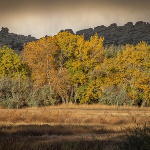 May include: A scenic landscape photograph featuring a field of dry, golden grass in the foreground. Behind the field, a line of trees displays vibrant yellow and green foliage. A rocky mountain range forms the backdrop under a cloudy sky.