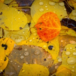May include: A close-up shot of fallen autumn leaves, mainly yellow with a single orange leaf. Water droplets are visible on the leaves, giving a wet, textured look. The image is a nature photograph.