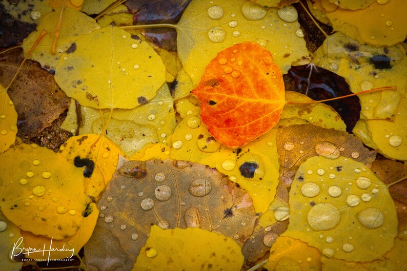 May include: A close-up shot of fallen autumn leaves, mainly yellow with a single orange leaf. Water droplets are visible on the leaves, giving a wet, textured look. The image is a nature photograph.