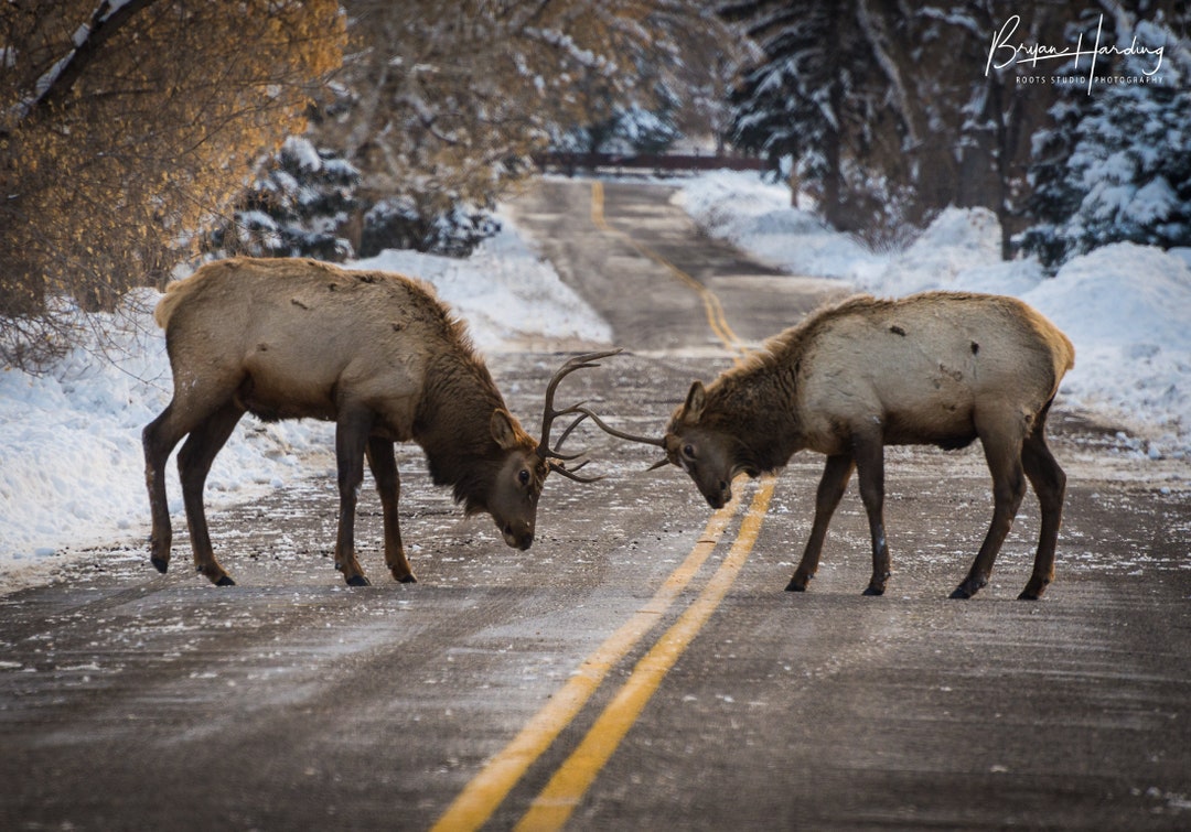 Colorado Elk Rut Canvas Print, Wildlife Fine Art Photography - Etsy