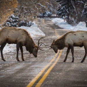 elk photo, Colorado elk, elk, elk rut, wildlife photo, Front Range, Loveland, Larimer County, nature photo, canvas, wildlife art