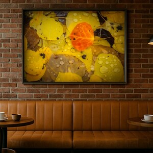 Red Aspen Leaf Photograph, Colorado Autumn Wall Art image 3