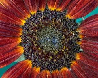 Sunflower Macro Photo: Free Spirit Farm Wall Art