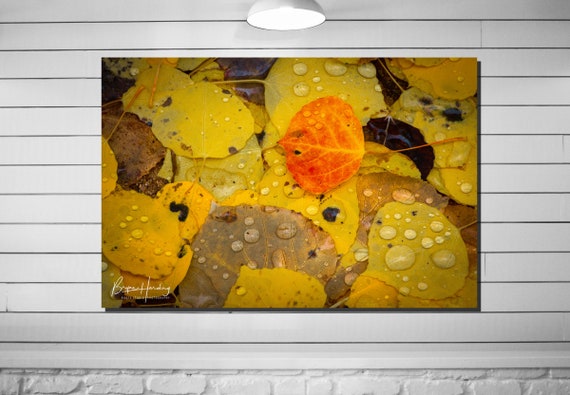Red Aspen Leaf Photograph, Colorado Autumn Wall Art