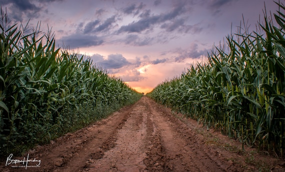 Rows Of Corn Crops