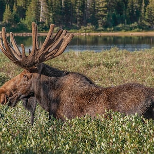 Moose, moose photo, wildlife, Brainard Lake, Colorado, Front Range, Rocky Mountains, moose art, wall decor, wall art, canvas
