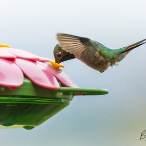 Hummingbird photo, bird watching, wildlife photography, bird feeder, bird photography, Colorado photography, wall art, canvas, home decor