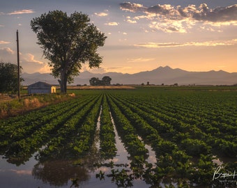 Colorado Farm Photography: Longs Peak, Front Range Canvas Wall Art