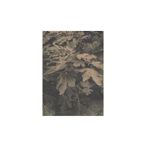 Puede incluir: Fotografía en tonos sepia de hojas de higuera. Las hojas son grandes, con venas prominentes, y llenan el encuadre. La imagen tiene una estética vintage y botánica, con diferentes tonos de marrón y verde.