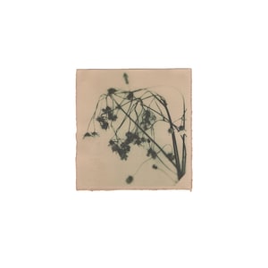 Stampa di fiori secchi, stampa artistica botanica monocromatica della natura, fotografia originale da parete, stampa analogica su carta tinta, floreale, stampata a mano