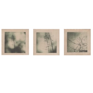 May include: Three black and white photographs of trees in a landscape setting. The photographs are framed in a simple, white frame.