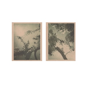May include: Two vintage photographs of a tree branch with white blossoms against a light blue sky. The images are framed with a light brown border.