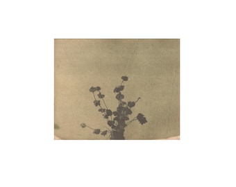 May include: A sepia-toned photograph of a plant with delicate, dark-colored flowers and slender stems. The plant is centered against a muted, textured background, evoking a vintage aesthetic. The image has a soft, diffused quality.