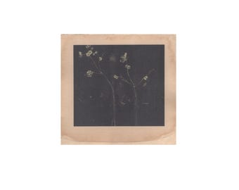 May include: A square, framed artwork featuring a dark background with two slender, light-colored plant stems. Delicate, small, light-colored flowers or buds are visible at the top of the stems. The frame is a light brown color.