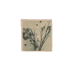Arte di fiori selvatici malinconici, stampa analogica su carta tinta, stampata a mano, natura botanica monocromatica, Dark Cottagecore