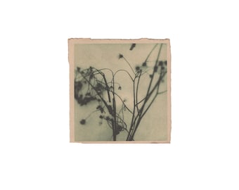 May include: A vintage photograph of a dried flower arrangement with delicate stems and faded blooms.
