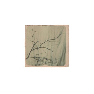 Stampa artistica botanica monocromatica della natura, stampa fotografica originale da parete, stampa analogica su carta tinta, stampa floreale da parete, stampata a mano