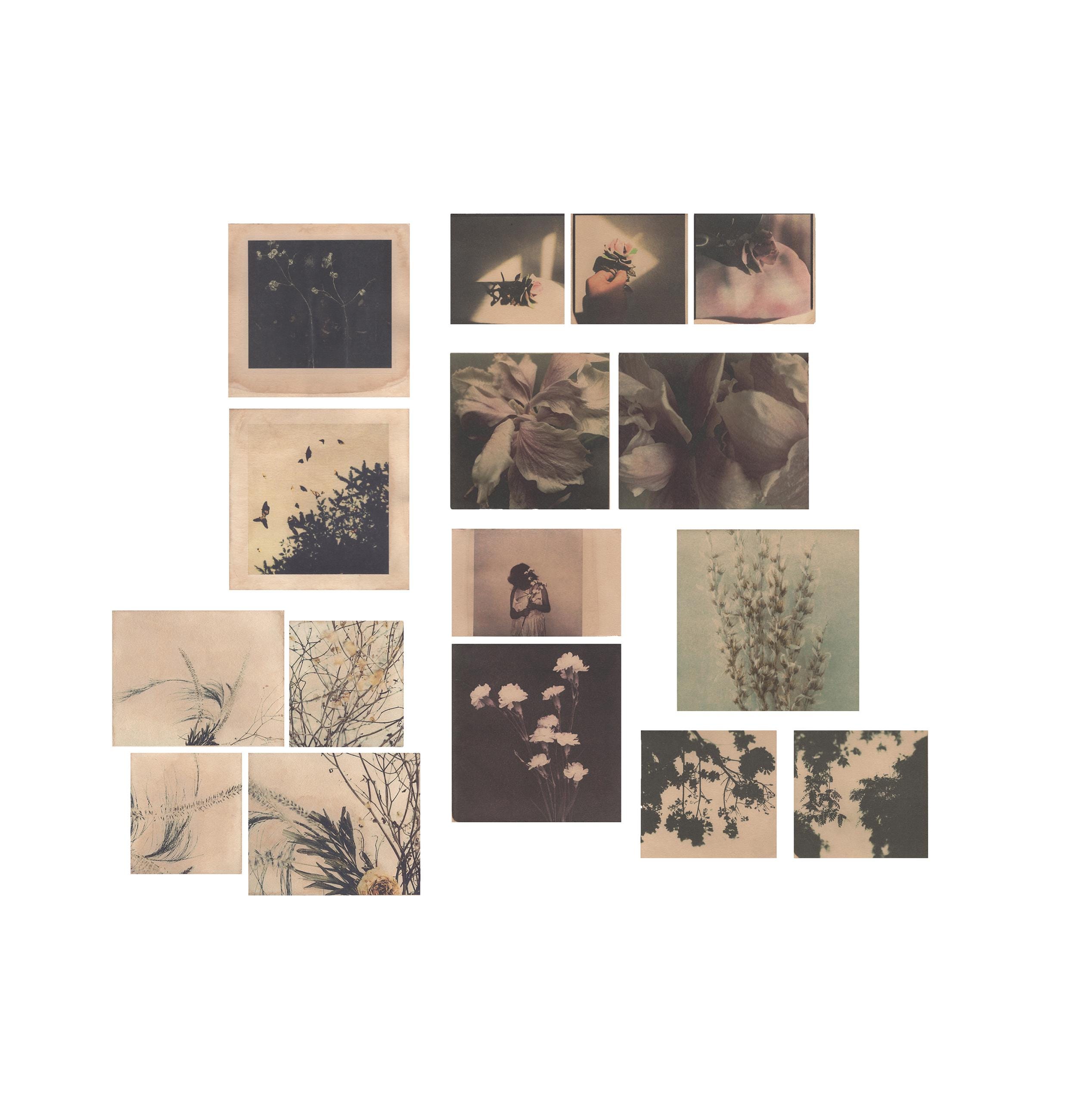 Small Flower Print, Minimalist Botanical Art , Vintage Flower Prints,  Analog Print on Dyed Paper, Cottagecore Home Decor Nature Flowers - Etsy  Israel, image size:2480x2600