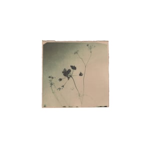 Stampe di fiori selvatici, stampa di piccoli fiori, stampa analogica su carta tinta, stampa artistica floreale da parete, stampata a mano, edizione limitata, arte minimalista