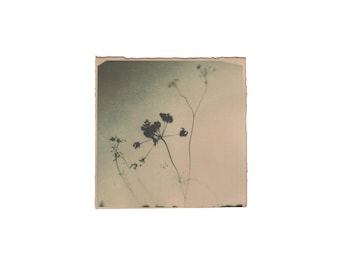 May include: A vintage photograph of dried flowers with a faded green and beige background.