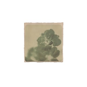 Stampa di fiori astratti, stampa artistica botanica monocromatica della natura, fotografia originale da parete, stampa analogica su carta tinta, stampata a mano