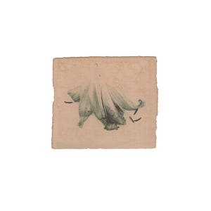 Stampa artistica minimalista della natura, stampe fotografiche fatte a mano, piccola arte botanica da parete, stampa artistica monocromatica di ibisco