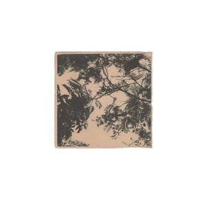 Stampa artistica monocromatica della natura, stampa fotografica originale da parete, stampa analogica su carta tinta, stampata a mano, stampa botanica beige nera