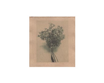 May include: A sepia-toned print featuring a bouquet of flowers. The flowers are light in color, with a detailed texture. The background is a light brown, giving the image a vintage feel. The flowers are centered in the frame.