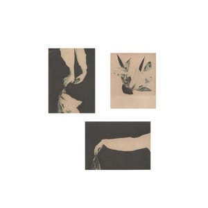May include: Three sepia-toned art prints. One shows hands reaching towards a flower, another depicts a flower, and the third shows an arm holding a flower. The prints are on a white background.