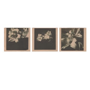 Set di stampe botaniche scure, stampe murali fotografiche originali, mini stampe floreali, stampe analogiche su carta tinta, stampate a mano, arte floreale