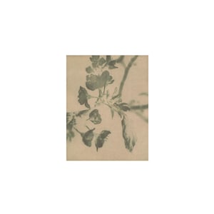 Stampa di fiori astratti, stampa artistica botanica monocromatica della natura, fotografia originale da parete, stampa analogica su carta tinta, stampata a mano