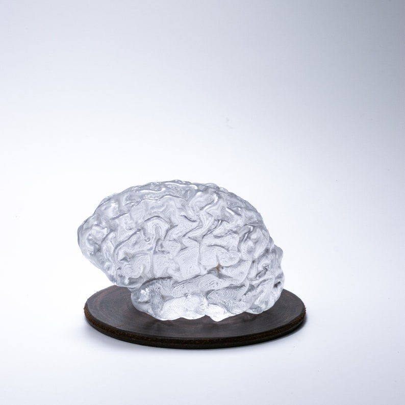 Glass Brain Sculpture / Anatomy Art / Glass Brain Figurine / Glass Brain Object / Human Brain Paper Weight / Anatomic Brain / Art Glass image 5
