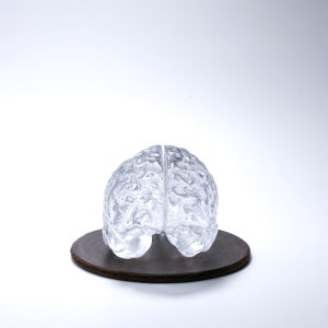 Glass Brain Sculpture / Anatomy Art / Glass Brain Figurine / Glass Brain Object / Human Brain Paper Weight / Anatomic Brain / Art Glass image 4