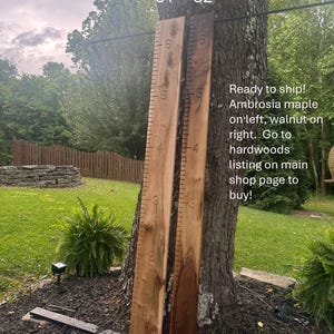 May include: Two wooden growth charts, one ambrosia maple and one walnut, are leaning against a tree. The ambrosia maple chart is on the left, and the walnut chart is on the right. Each chart has inch markings.