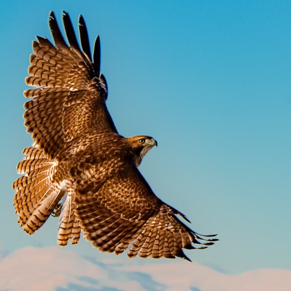 Soaring Redtail Hawk