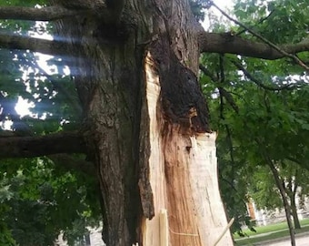 Lightning Struck Maple Wood b2g1