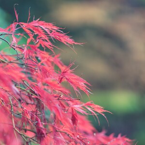 Photograph - Portland - Japanese Garden - Red - Leaves - Fall - Autumn Colors