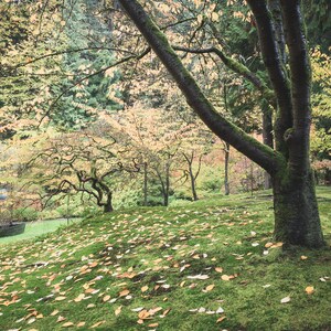 Photograph - Portland - Japanese Garden - Trees - Leaves - Fall - Autumn Colors