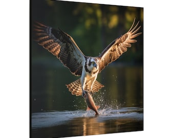 Osprey Catching Fish Canvas Print • Wildlife Bird of Prey Wall Art • Rustic Lake Cabin Decor