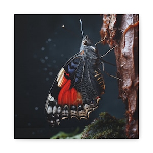 Red Admiral Butterfly Canvas