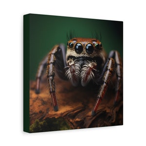 Jumping Spider Canvas