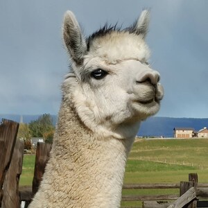May include: A white alpaca with a dark grey patch on its head, looking directly at the camera. The alpaca has a fluffy white coat and a long, narrow face. The alpaca is standing in a field with a wooden fence in the background.