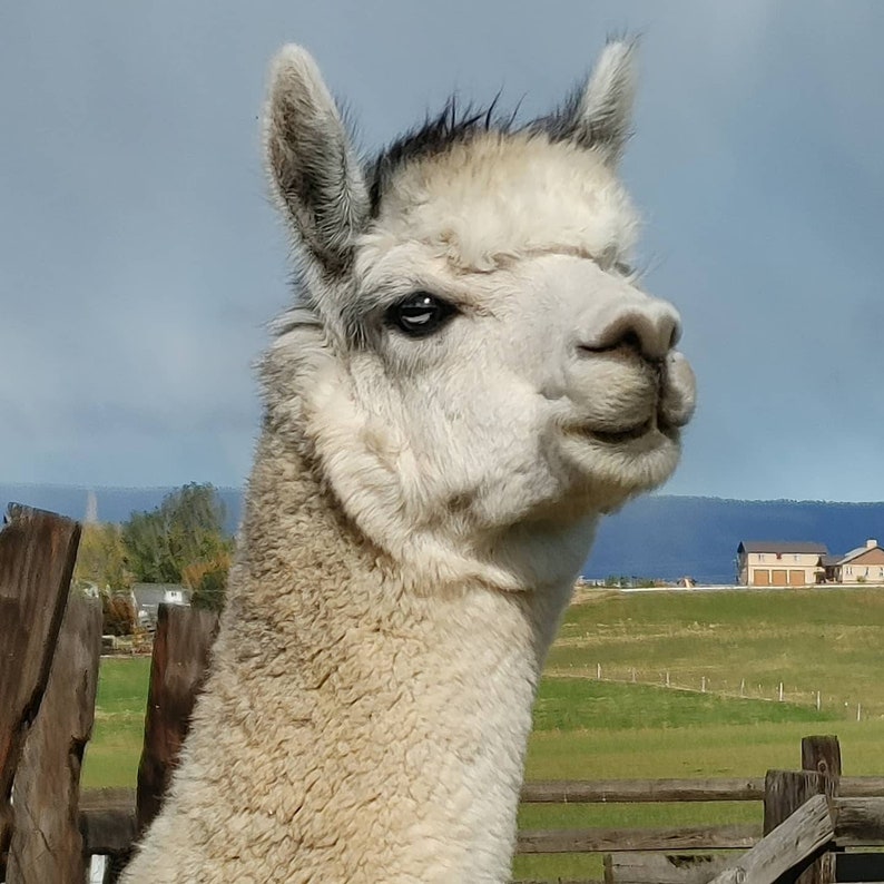 May include: A white alpaca with a dark grey patch on its head, looking directly at the camera. The alpaca has a fluffy white coat and a long, narrow face. The alpaca is standing in a field with a wooden fence in the background.